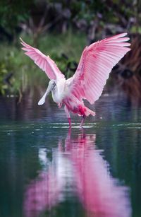 Vogels Everglades 2