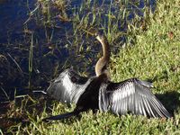 vogel Everglades 3